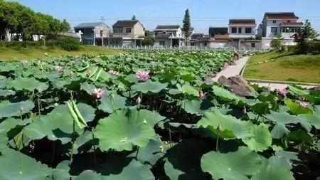 农广天地龙眼种植技术视频_农广天地龙眼种植技术_农广天地龙眼栽培技术