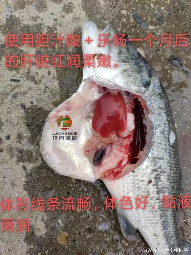 鲈鱼养殖技术视频致富经_致富经养鲈鱼视频_生财有道鲈鱼养殖视频