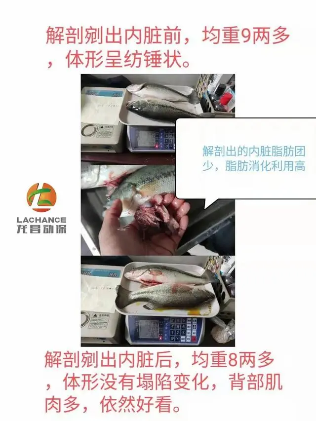 鲈鱼养殖技术视频致富经_生财有道鲈鱼养殖视频_致富经养鲈鱼视频