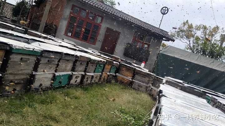 养殖蜂蜜致富带头人的话_致富经养蜜蜂致富视频_致富经土蜂蜜养殖