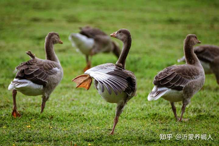 农村致富新项目养殖_农村致富养殖什么_致富养殖农村有补贴吗