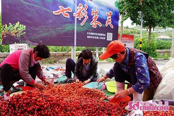 种植山东技术瓜蒌基地_山东瓜蒌种植技术_山东瓜蒌种植合作社