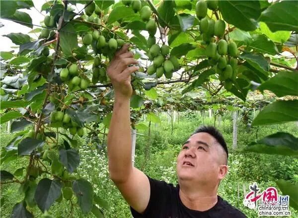 弥猴桃种植技术_种植弥猴桃致富_致富经猕猴桃种植视频