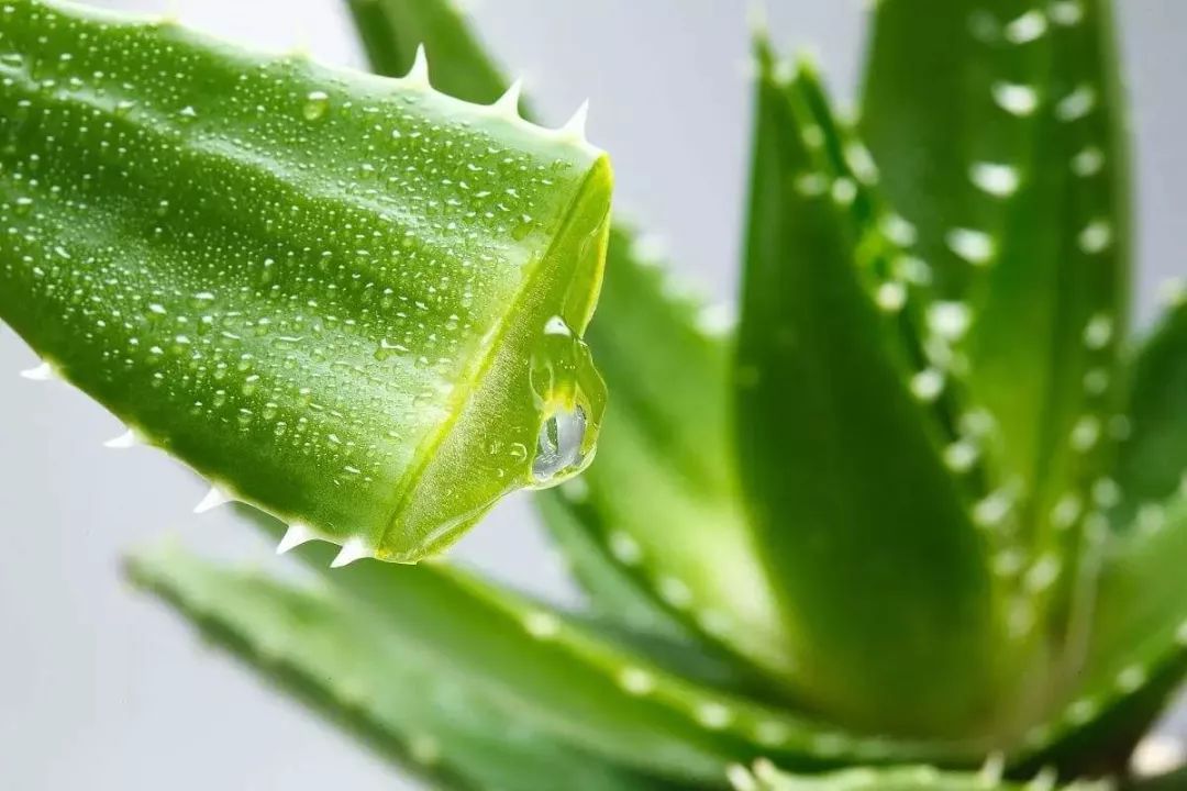 种植业骗局_种植致富案例_骗农民的五大致富种植项目