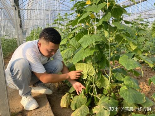 山东红薯种苗基地_山东红薯种植时间和生长期_山东红薯种植致富