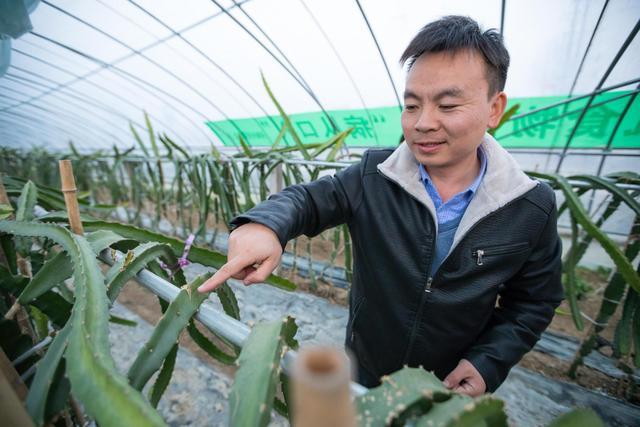 河南信阳种植致富_河南信阳适合种什么牧草_河南信阳适合种什么经济作物