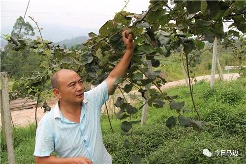 致富经猕猴桃种植视频_弥猴桃种植技术_种植弥猴桃致富