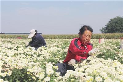 长子县老马沟村：菊花飘香采摘忙 致富增收乡村兴