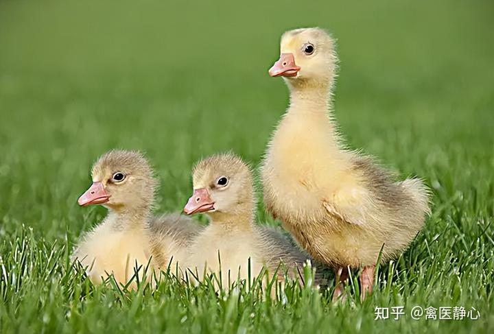 养殖鹅技术视频_养殖鹅的视频_养鹅养殖技术视频