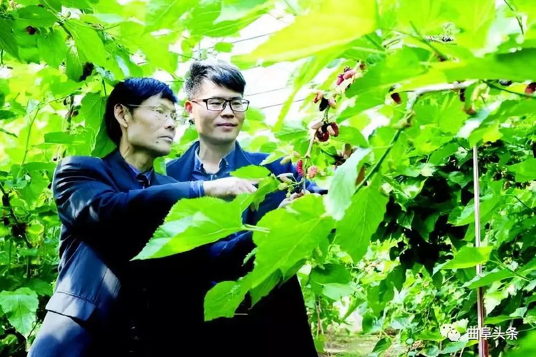 种植金银花效益怎么样_种植金银花的功效与作用_致富经种植金银花有前景吗