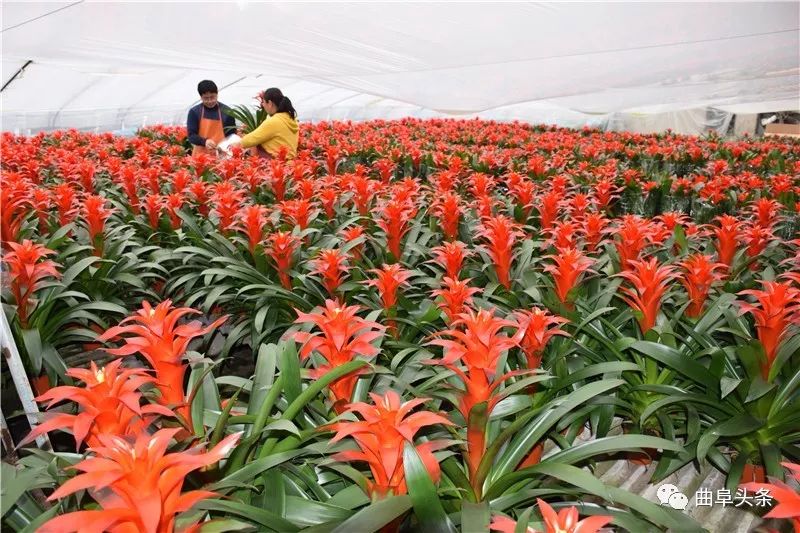 种植金银花效益怎么样_种植金银花的功效与作用_致富经种植金银花有前景吗