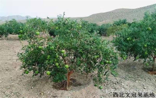 致富种植景泰项目有哪些_景泰种植致富项目_景泰县种子公司