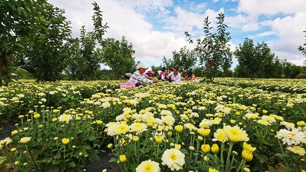 黔西市大兴社区：菊花种植助农增收