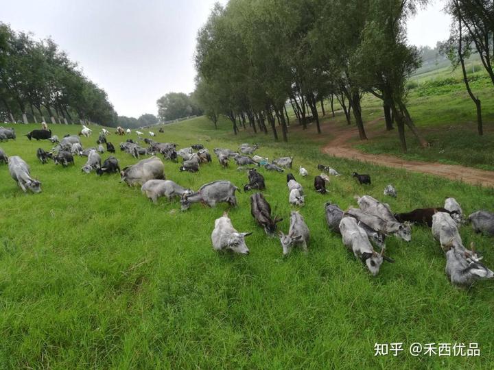 致富经山羊养殖视频_养殖山羊致富方案_致富经山羊养殖技术视频