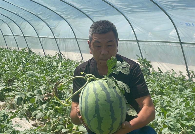 浙江台州瓜农来广安种西瓜 带动60余户本地业主走上致富路