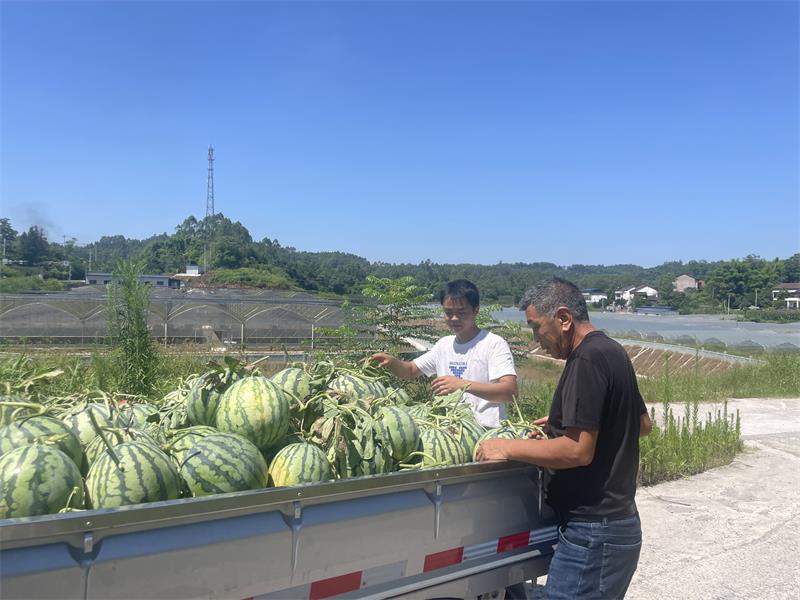 适合湖南种植西瓜品种_湖南西瓜种植时间_湖南西瓜种植致富