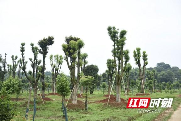 樟木树怎么种_致富种植树樟木好吗_樟木树种植致富