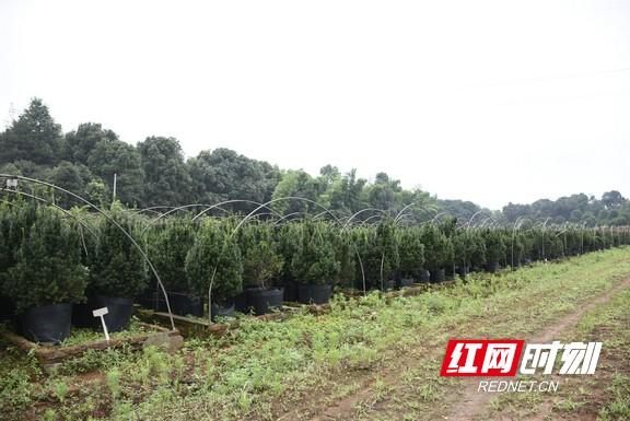 樟木树种植致富_樟木树怎么种_致富种植树樟木好吗