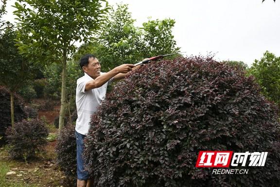 樟木树怎么种_樟木树种植致富_致富种植树樟木好吗