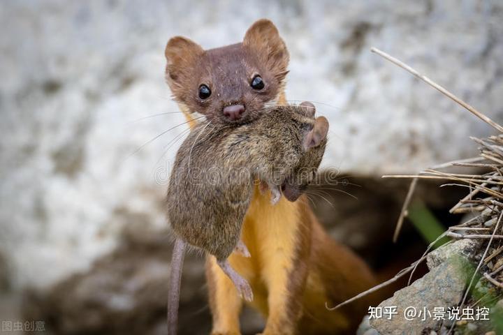 小景教鸽子养殖户人性化对付黄鼠狼