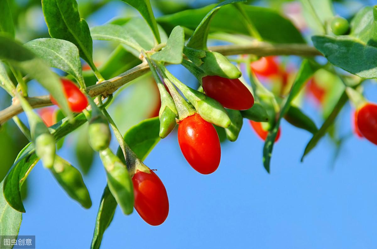 红枸杞苗的种植方法_红构杞的种植技术_枸杞种植技术和方法