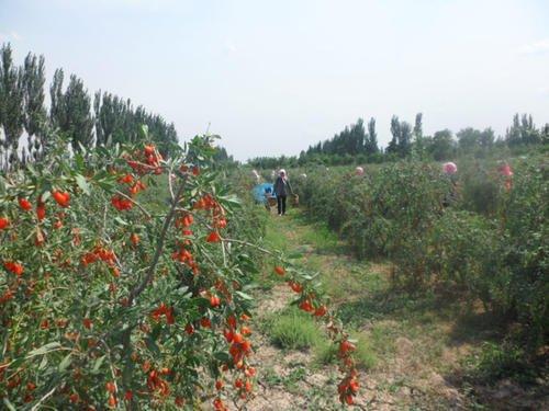 红枸杞苗的种植方法_红构杞的种植技术_枸杞种植技术和方法