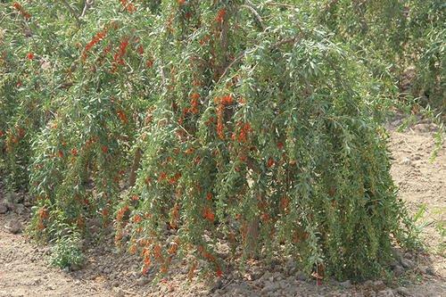 枸杞种植技术和方法_红构杞的种植技术_红枸杞苗的种植方法