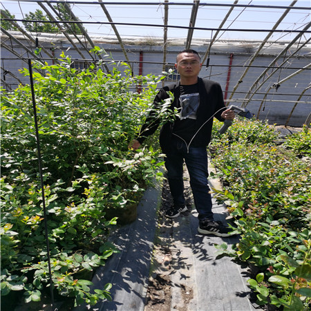 基地有种植优瑞卡蓝莓苗基地有、优瑞卡蓝莓苗培养技术