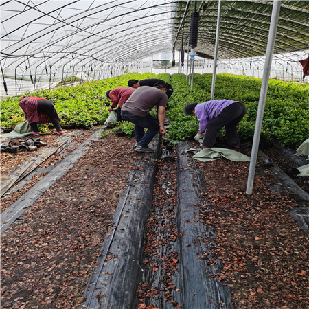 基地有种植优瑞卡蓝莓苗基地有、优瑞卡蓝莓苗培养技术