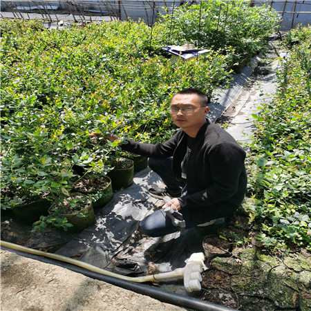 基地有种植优瑞卡蓝莓苗基地有、优瑞卡蓝莓苗培养技术