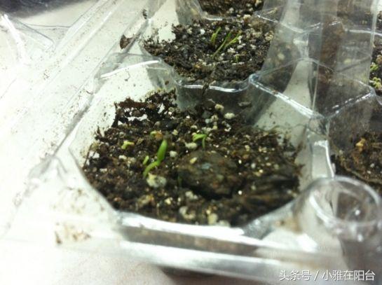 红枸杞苗的种植方法_枸杞的种植方法及条件_红构杞的种植技术