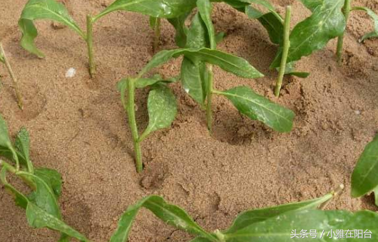 红枸杞苗的种植方法_红构杞的种植技术_枸杞的种植方法及条件