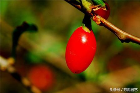 红构杞的种植技术_构杞子种植_构杞种植和管理