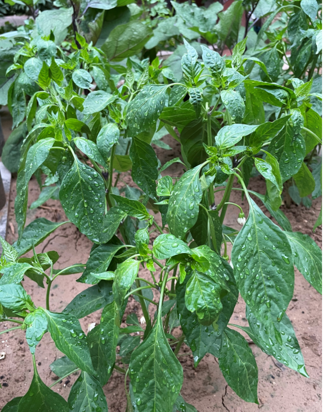 辣椒种植视频讲座_如何种植红辣椒_红辣椒种植技术视频