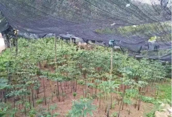 致富经重楼种植技术_种植重楼赚钱吗_种植重楼需要什么条件