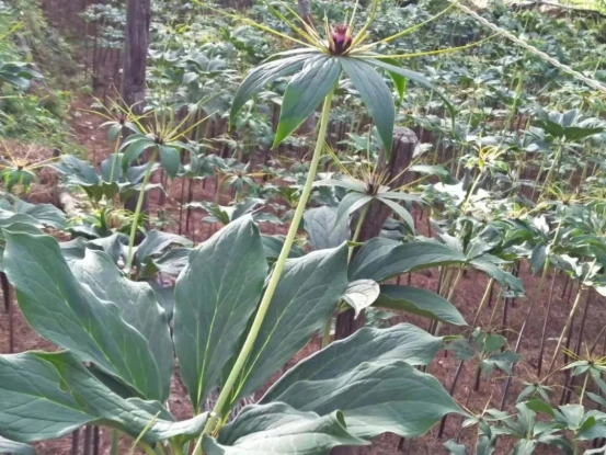 种植重楼需要什么条件_种植重楼赚钱吗_致富经重楼种植技术