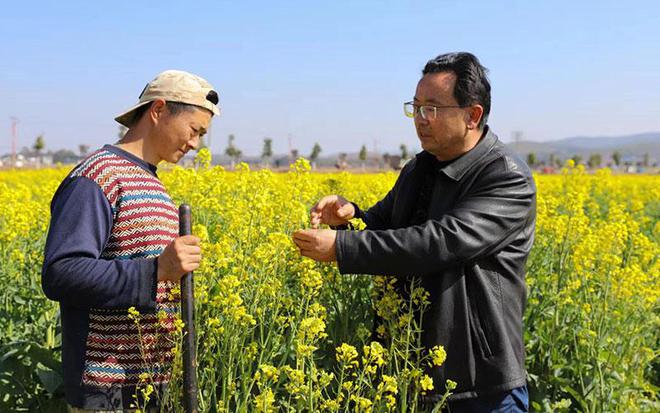 致富经菜籽发财_发财菜是什么_发财菜多少钱一斤