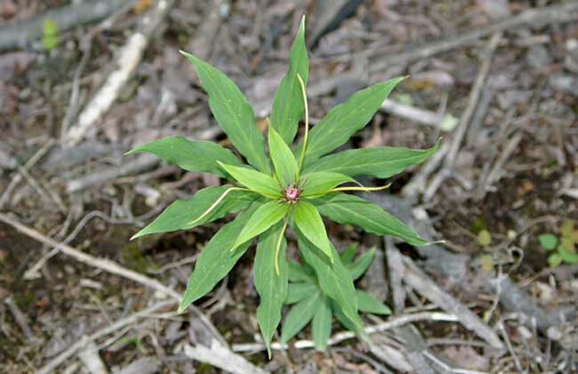 重楼的种植条件