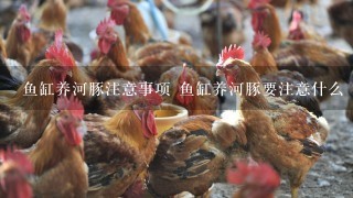 鱼缸养河豚注意事项 鱼缸养河豚要注意什么