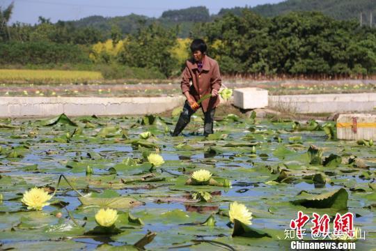 广西农民带动村民种植台湾莲花助增收