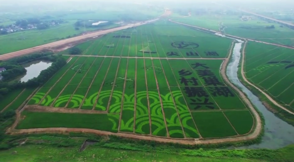 温室大棚香椿栽培技术_温室香椿种植技术视频_温室香椿芽种植