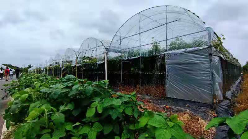 温室大棚香椿栽培技术_温室香椿种植技术视频_温室香椿芽种植