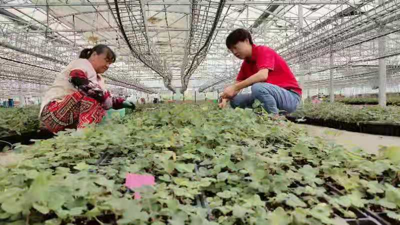 温室大棚香椿栽培技术_温室香椿芽种植_温室香椿种植技术视频