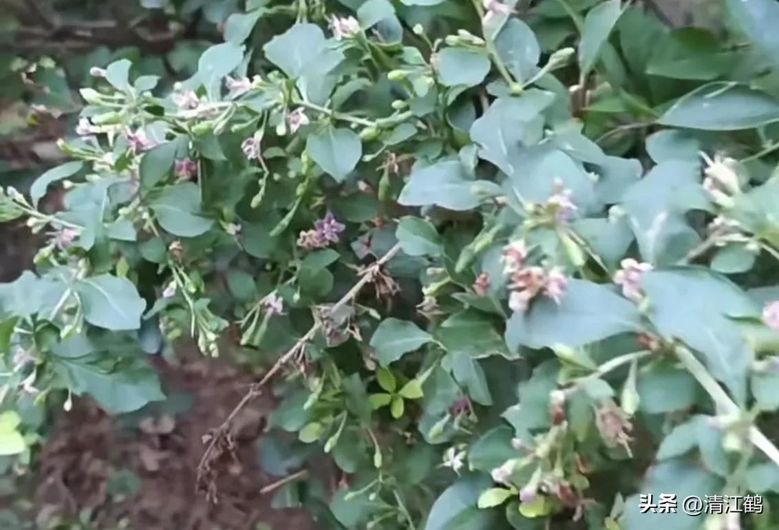 红构杞的种植技术_红枸杞苗的种植方法_枸杞种植技术和方法