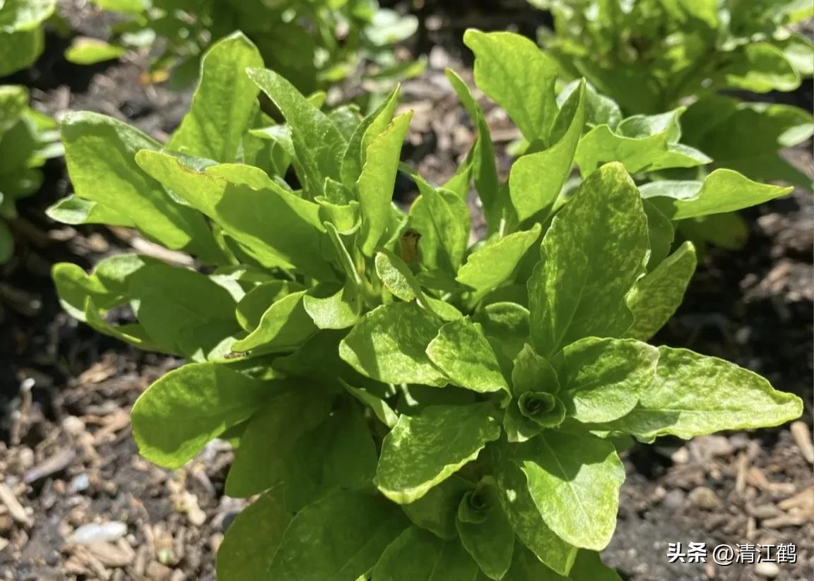 枸杞种植技术和方法_红构杞的种植技术_红枸杞苗的种植方法