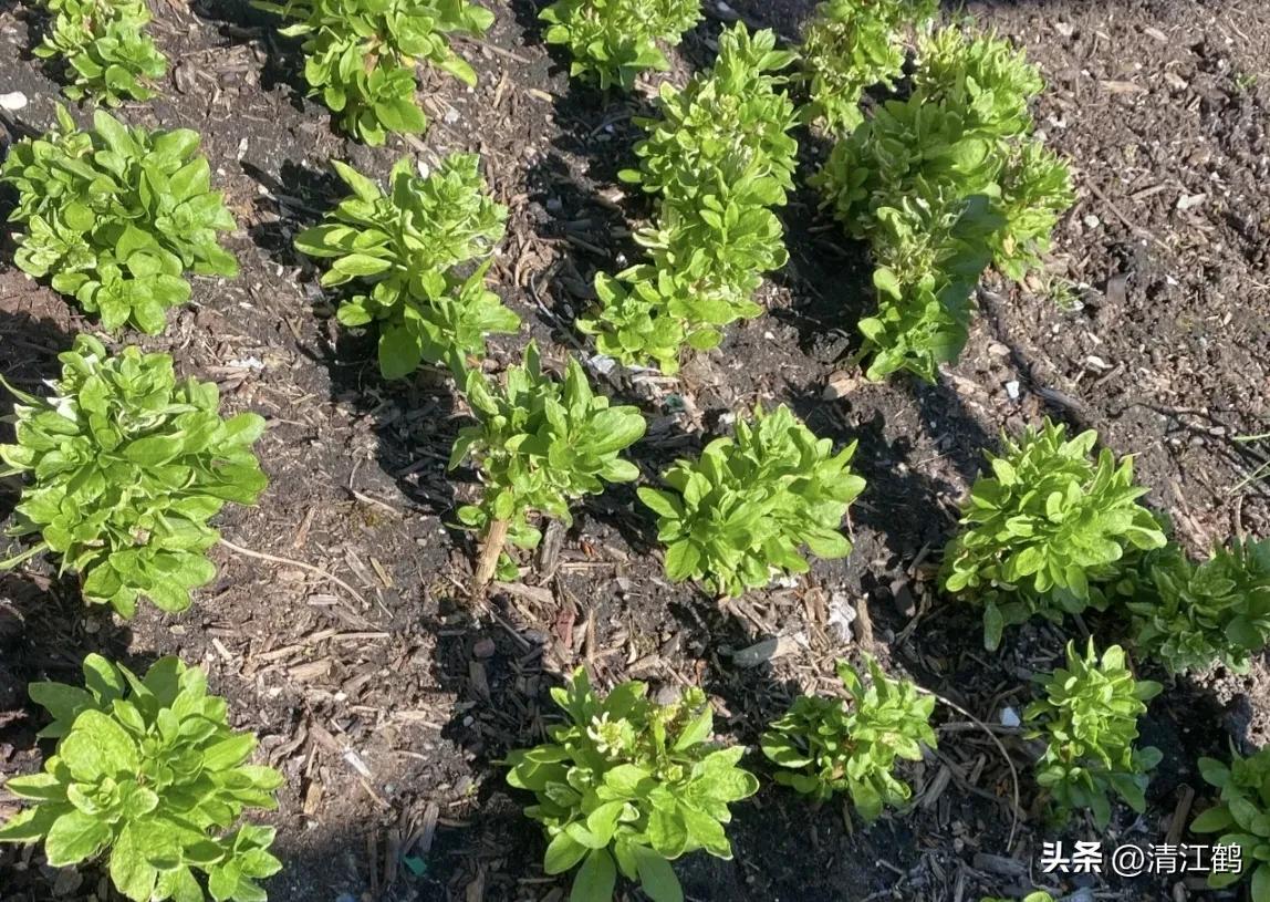 枸杞种植技术和方法_红构杞的种植技术_红枸杞苗的种植方法