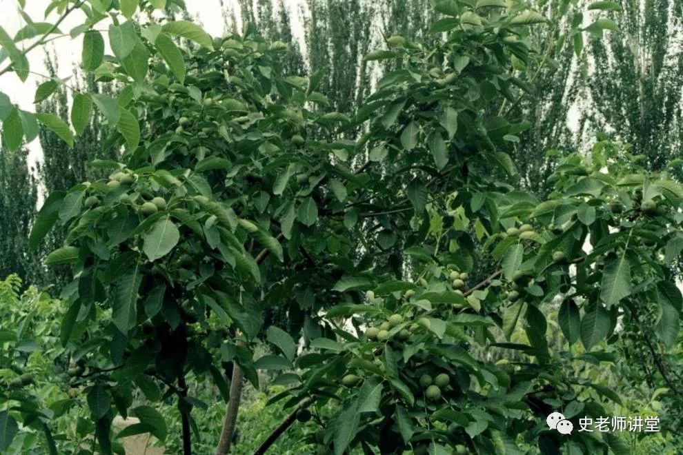 芸豆大棚冬季种植育苗_芸豆种植技术冬天_冬天芸豆怎么做好吃