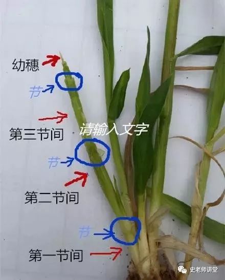 农广天地芸豆种植视频_芸豆大棚冬季种植育苗_芸豆种植技术冬天