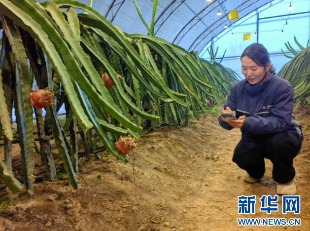 新春走基层|火龙果“移居”西北结出“致富果”