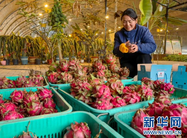 致富果树_致富经种水果_水果种植致富果实